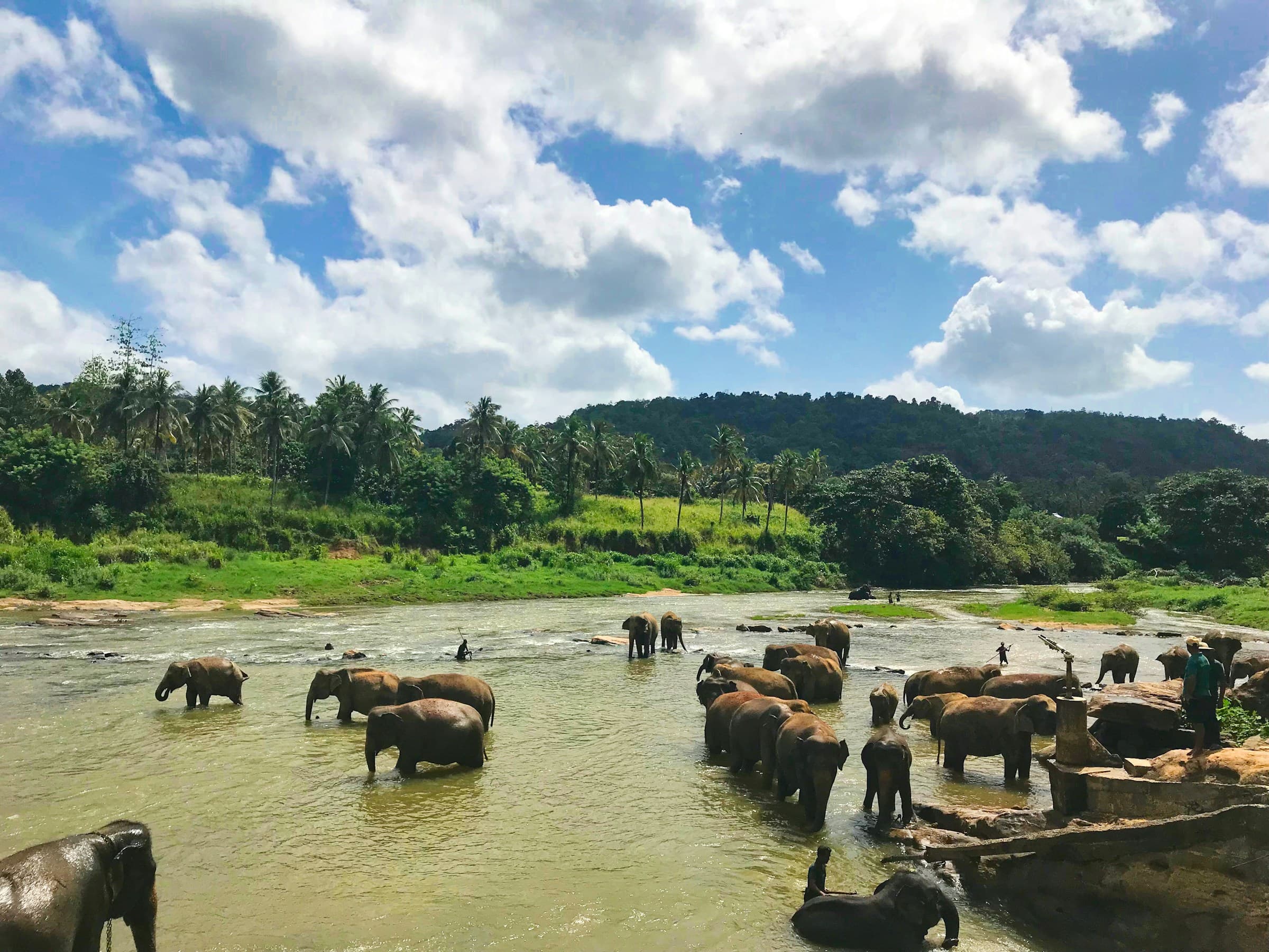 Sri Lankan Elephants